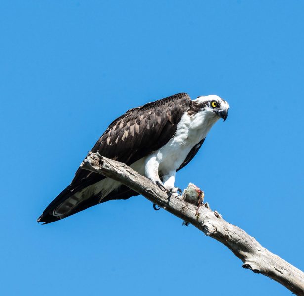 Breakfast at Circle B