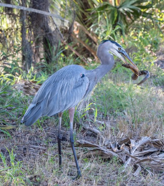 Breakfast at Circle B