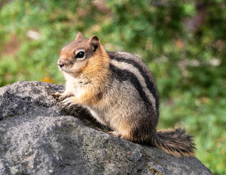 Chipmunk near Sisters, OR North Georgia, Oct/Nov. 2025