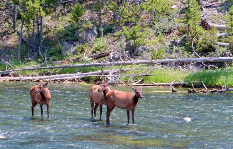 Elk Yellowstone NP