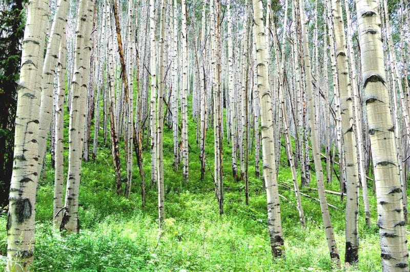 Aspen trees, near Aspen, CO 2005
