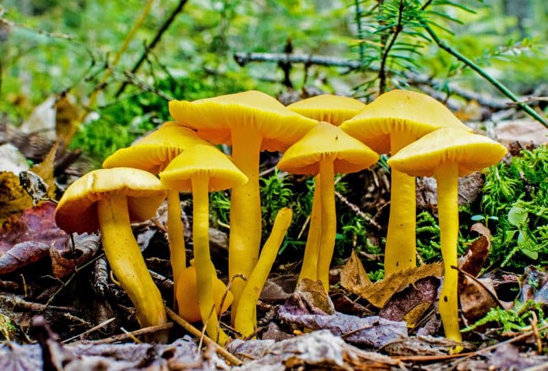 Mushrooms, Franconia Notch, NH