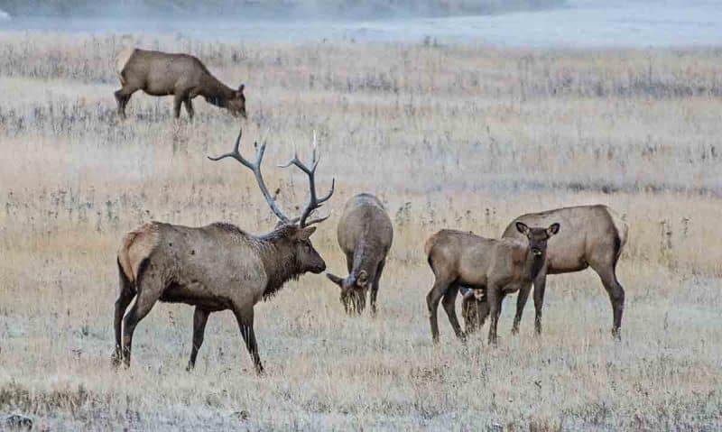 Elk, Yellowstone NP 2016