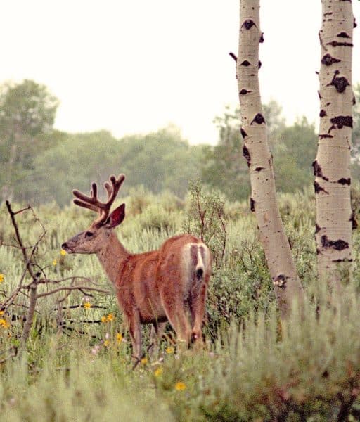 Deer, Grand Teton National Park, 1980