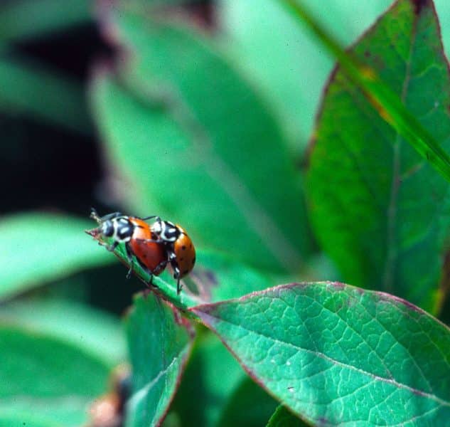 Ladybugs reproducing
