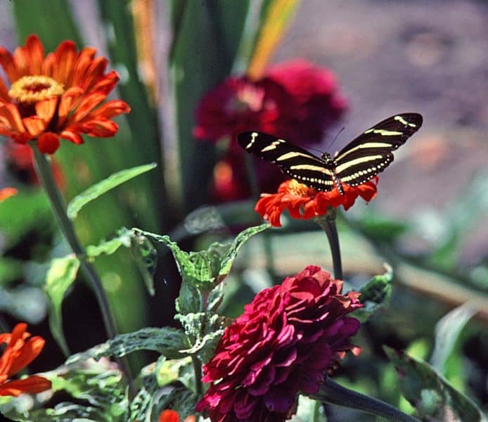 Butterfly Mom’s garden, late 1970s