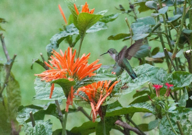 Hummingbird, outside living room